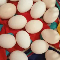 تخم مرغ نطفه دار