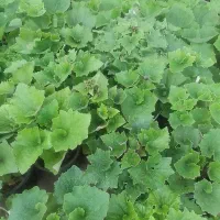 فروش گل های آپارتمانی و خانگی و زینتی