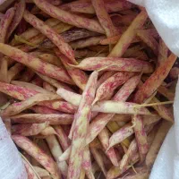 لوبیا چیتی