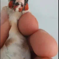 سهره ماده چونه سفید