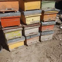 کندو زنبورعسل