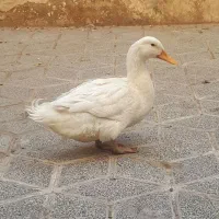 اردک