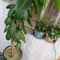 گل تزیینی طبیعی|گل و گیاه طبیعی|اشترینان, |دیوار