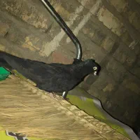 ۸تا زاغ چشمنوک سفید درجه یک|پرنده|شاهینشهر, پاسداران|دیوار