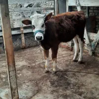 گوساله سیمینتال ماده هیکل درشت چاق