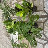 گل و گیاهان آپارتمانی|گل و گیاه طبیعی|یزد, |دیوار