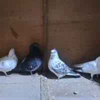 چند عدد کفتر پروازی