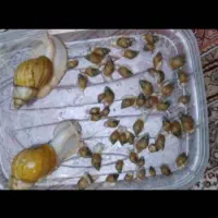 حلزون کلاژن ساز|خزنده|تهران, شهرک رضویه|دیوار