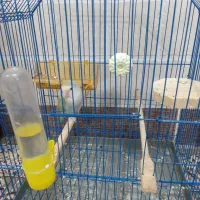 یک عدد کتوله ماده