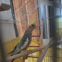عروس هلندی نر مست