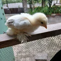تخم نطفه دار جوجه مرغ برهما