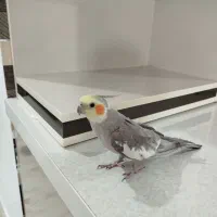 عروس هلندی نر
