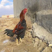 خروس لاری افغان