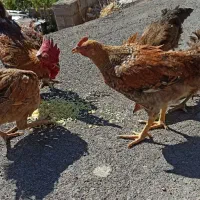 واروک ، مرغ و خروس