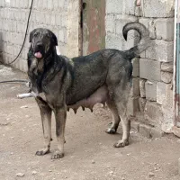 واگذاری پژدر