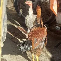 خروس ومرغ دورگ لاری طوس گردن لخت