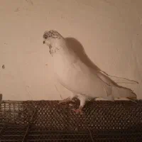 کبوتر|پرنده|تبریز, |دیوار