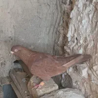 کبوتر