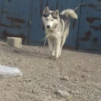 واگذاری سگ|سگ|اردبیل, |دیوار