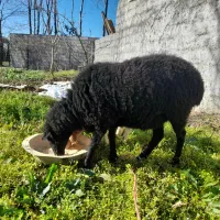 گوسفند حامله و بره