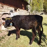 فروش گوساله ماده یک سال و سه ماه|حیوانات مزرعه|مهدی شهر, |دیوار