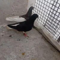 جفت یال شهری