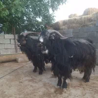 دوراس بز نر شهرکردی اصل ۵راس قوچ درجه یک