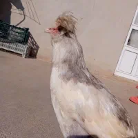 خروس|حیوانات مزرعه|قره ضیاالدین, |دیوار