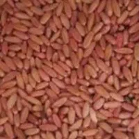 گندم بذر سرداری درجه یک بوجاری شده سم زده