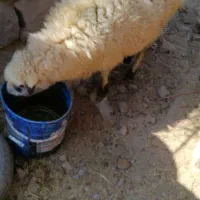 میش وبز|حیوانات مزرعه|درمیان, |دیوار