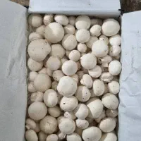 قارچ سوپر تمیز|عمدهفروشی|کرمانشاه, |دیوار