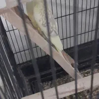 یک عروس ماده رام دستی