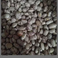 لوبیا چیتی کشت امسال