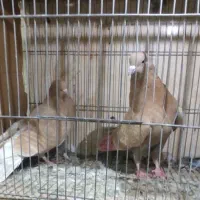 گبوتر پرشی