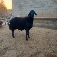 میش نر|حیوانات مزرعه|کبودرآهنگ, |دیوار