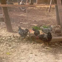 مرغ و خروس گلین