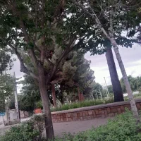 خریدچوب وسپیدار باغ نوپان والوار