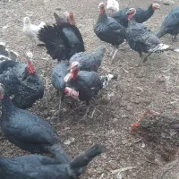 باسلام، بوقلمون نر و ماده چاق اورگانیک درچگنی|حیوانات مزرعه|چگنی, |دیوار