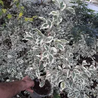 بنجامین ابلق و آمستل
