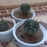 سه گلدان گل کاکتوس ویه گلدان گل گهواره ای|گل و گیاه طبیعی|شاهین دژ, |دیوار