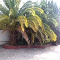 علف تراشی هرس درخت و غیره انجام میشود