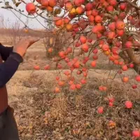 نهال صنوبر و میوه ۲ ساله تا ۶ ساله|خدمات باغبانی و درختکاری|میاندوآب, |دیوار