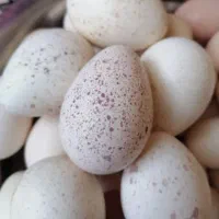 تخم بوقلمون