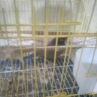 یک عدد مینا نر