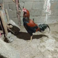 مرغ و خروس لاری