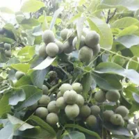 پیشفروش نهال گردو خوشه ای|خدمات باغبانی و درختکاری|انزل, |دیوار