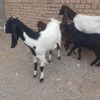 دوراس کولارپاکستانی زایده بابزغاله بزرگ