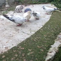 کبوترر|پرنده|شفت, |دیوار