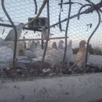 کبوتر پاکستانی