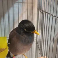 مرغ مینا قفسی|پرنده|شهریار, شهرک شاهد|دیوار